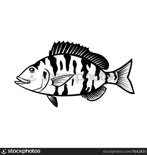 Cartoon style illustration of a pigfish, Orthopristis chrysoptera or piggy perch a member of the grunt family found in Atlantic coast of the United States, side view isolated done in black and white.. Pigfish Orthopristis Chrysoptera or Piggy Perch Side View Cartoon Black and White