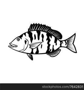 Cartoon style illustration of a pigfish, Orthopristis chrysoptera or piggy perch a member of the grunt family found in Atlantic coast of the United States, side view isolated done in black and white.. Pigfish Orthopristis Chrysoptera or Piggy Perch Side View Cartoon Black and White