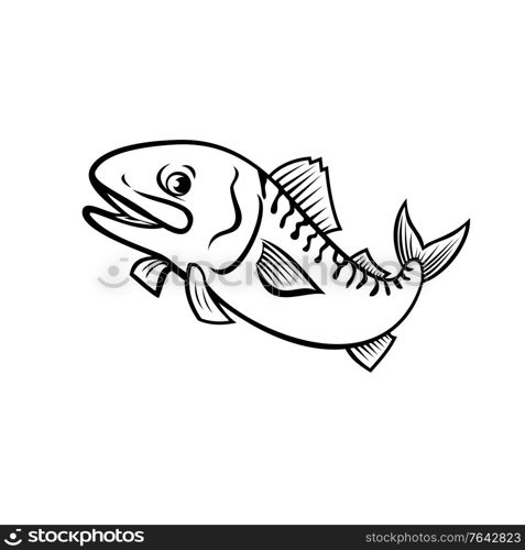 Cartoon style illustration of an Atlantic mackerel, Boston mackerel or Norwegian mackerel, a fish species found in the temperate waters jumping up on isolated background done in black and white.. Atlantic Mackerel Boston Mackerel Norwegian Mackerel or Scomber Scombrus Jumping Up Cartoon Black and White