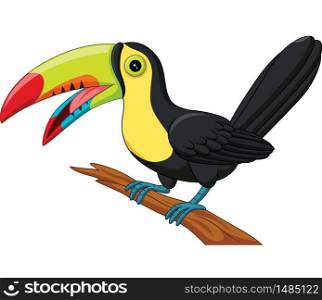 Cartoon toucan bird isolated on white background