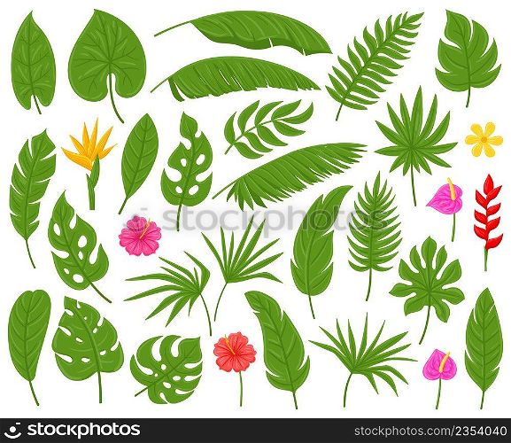 Cartoon tropical palm, monstera, plumeria and banana leaves. Exotic plants leaves vector illustration set. Hibiscus and palm tree foliage. Palm tropical monstera and exotic cartoon plumeria. Cartoon tropical palm, monstera, plumeria and banana leaves. Exotic plants leaves vector illustration set. Hibiscus and palm tree foliage