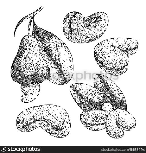 cashew nut set hand drawn. snack roasted, fruit brown, view natural cashew nut vector sketch. isolated black illustration. cashew nut set sketch hand drawn vector