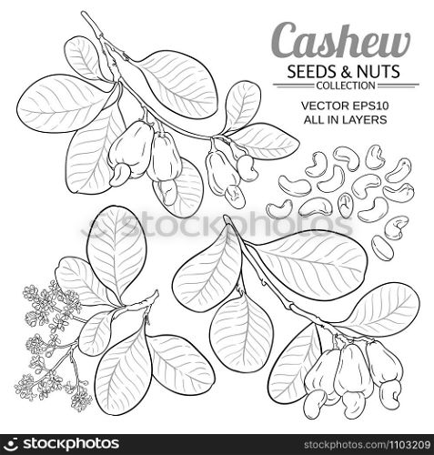 cashew vector set on white background. cashew vector set