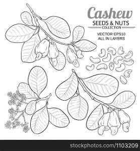 cashew vector set on white background. cashew vector set