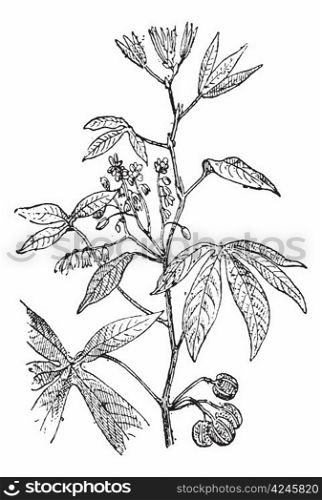 Cassava or Manihot esculenta, showing flowers, vintage engraved illustration. Dictionary of Words and Things - Larive and Fleury - 1895