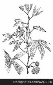 Cassava or Manihot esculenta, showing flowers, vintage engraved illustration. Dictionary of Words and Things - Larive and Fleury - 1895