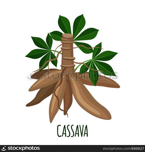 Cassava plant icon with roots and leaves in flat style isolated on white background. Vector illustration.. Cassava tree icon in flat style isolated on white background. Vector illustration.