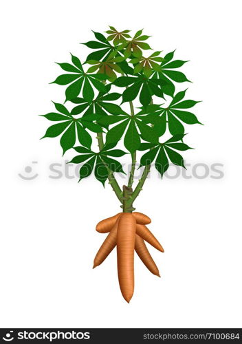 cassava tree plant, cassava rhizomes isolated on white background, manioc cassava roots underground plants, cassava plantation, tapioca for flour industry or ethanol industry, tapioca plant nature