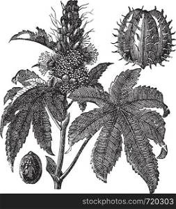 Castor oil plant or Ricinus communis or Palm of Christ, vintage engraving. Old engraved illustration of Castor oil plant isolated on a white background.