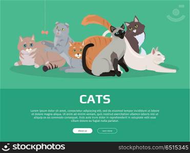 Cat Breeds Cute Pet Animal Set Vector Web Banner.. Cat breeds cute pet animal set vector web banner. Flat design. Cats in different poses sitting, standing, stretching, playing, lying. For veterinary clinic, pet shop advertising. Collection of kittens