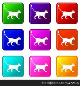 Cat icons of 9 color set isolated vector illustration. Cat icons 9 set