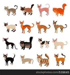 Cat icons set in cartoon style on a white background. Cat icons set, cartoon style