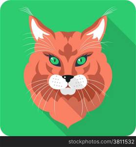 Cat Maine Coon (American Longhair) icon flat design
