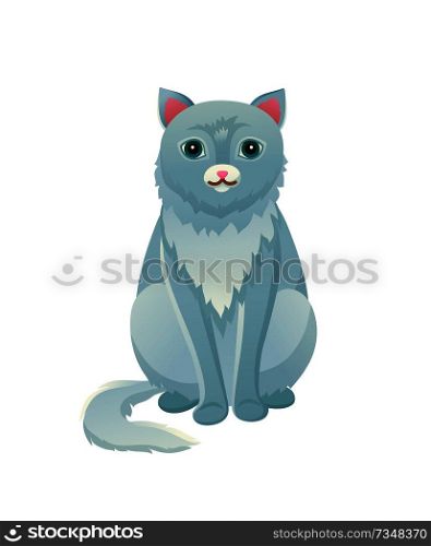 Cat sitting calmly domestic pet, house cat with fur of bluish color, animal and tranquil posture, vector illustration isolated on white background. Cat Sitting Calmly Domestic Pet Vector Illustration