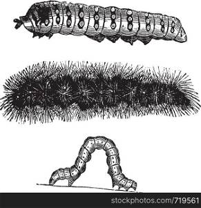 Caterpillar, vintage engraving. Old engraved illustration of the caterpillars of the Indian Moon moth (top), Brush-footed butterfly (center), and Geometer moth (bottom).
