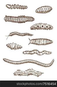 Caterpillars, worms and larvae sketches with top view of crawling insects adorned by camouflage pattern with spots, stripes and spiky hairs. Caterpillars, worms and larvae sketches