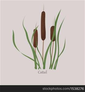 Cattail, bulrush marsh grass, swamp cane with green leaves. Wild stalk plant on a gray background.. Cattail, bulrush marsh grass, swamp cane with green leaves.