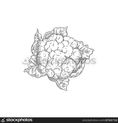Cauliflower cabbage isolated vegetable brassica monochrome sketch. Vector vegetarian food, organic vegetable, Brassica oleracea annual plant, only head is eaten. White or green hand drawn cauliflower. Hand drawn cauliflower cabbage isolated sketch