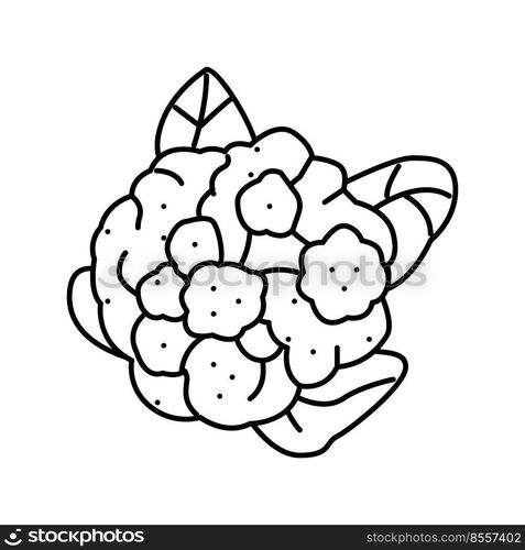 cauliflower cabbage line icon vector. cauliflower cabbage sign. isolated contour symbol black illustration. cauliflower cabbage line icon vector illustration