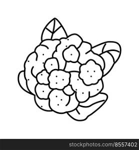 cauliflower cabbage line icon vector. cauliflower cabbage sign. isolated contour symbol black illustration. cauliflower cabbage line icon vector illustration
