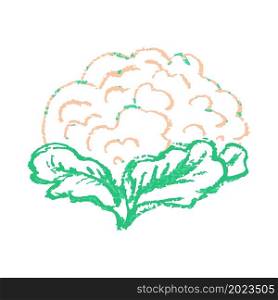 Cauliflower. Icon in hand draw style. Drawing with wax crayons, colored chalk, children&rsquo;s creativity. Vector illustration. Sign, symbol, pin, sticker. Icon in hand draw style. Drawing with wax crayons, children&rsquo;s creativity
