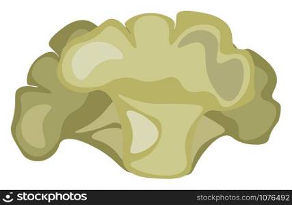 Cauliflower, illustration, vector on white background.