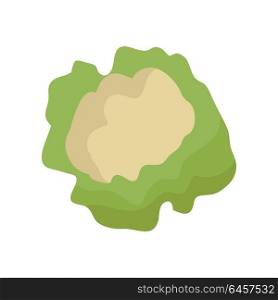 Cauliflower vector in flat style design. Vegetable illustration for conceptual banners, icons, app pictogram, infographic, and logotype elements. Isolated on white background. . Cauliflower Vector Illustration in Flat Style Design.