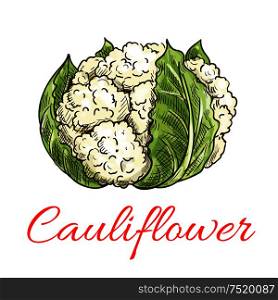 Cauliflower vegetable icon. Isolated leafy cauliflower. Vegetarian fresh food ingredient emblem for sticker, grocery shop, farm store element. Cauliflower vegetable icon