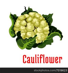 Cauliflower vegetable icon isolated wrapped in green leaves. Vegetarian product sign for sticker, tag, grocery shop, farm store decoration element. Cauliflower vegetable plant icon