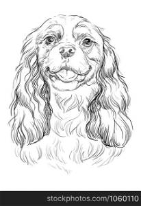Cavalier King Charles Spaniel vector hand drawing illustration in black color isolated on white background