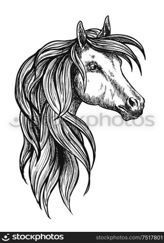 Cavalry war horse of morgan breed icon in sketch style for horse breeding or western riding symbol design with powerful and beautiful young stallion. Cavalry morgan horse sketch symbol