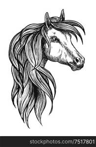 Cavalry war horse of morgan breed icon in sketch style for horse breeding or western riding symbol design with powerful and beautiful young stallion. Cavalry morgan horse sketch symbol