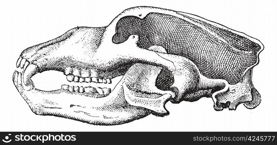 Cave Bear or Ursus spelaeus, showing skull, vintage engraved illustration. Dictionary of Words and Things - Larive and Fleury - 1895
