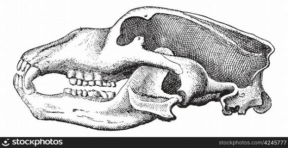 Cave Bear or Ursus spelaeus, showing skull, vintage engraved illustration. Dictionary of Words and Things - Larive and Fleury - 1895