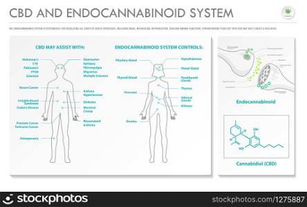 CBD and Endocannabinoid System horizontal business infographic illustration about cannabis as herbal alternative medicine and chemical therapy, healthcare and medical science vector.