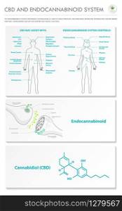 CBD and Endocannabinoid System vertical business infographic illustration about cannabis as herbal alternative medicine and chemical therapy, healthcare and medical science vector.