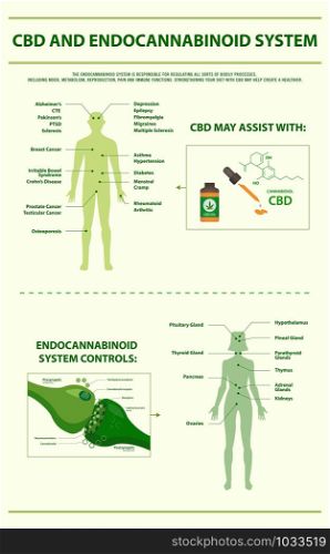 CBD and Endocannabinoid System vertical infographic illustration about cannabis as herbal alternative medicine and chemical therapy, healthcare and medical science vector.