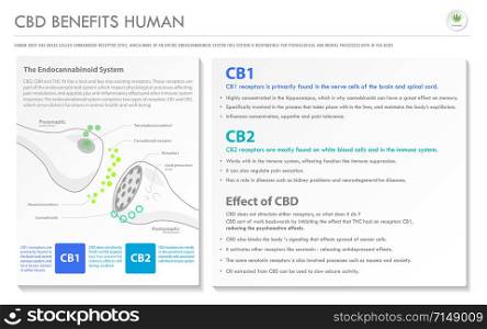 CBD Benefits Human horizontal business infographic illustration about cannabis as herbal alternative medicine and chemical therapy, healthcare and medical science vector.