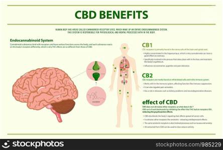 CBD Benefits Human horizontal infographic illustration about cannabis as herbal alternative medicine and chemical therapy, healthcare and medical science vector.