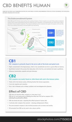 CBD Benefits Human vertical business infographic illustration about cannabis as herbal alternative medicine and chemical therapy, healthcare and medical science vector.