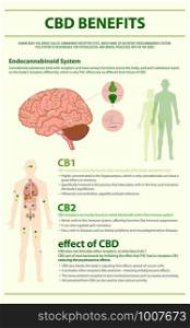 CBD Benefits Human vertical infographic illustration about cannabis as herbal alternative medicine and chemical therapy, healthcare and medical science vector.