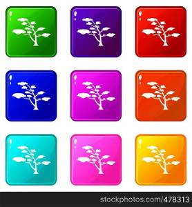 Cedar icons of 9 color set isolated vector illustration. Cedar set 9