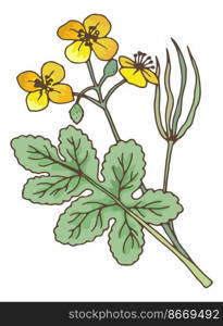 Celadines plant. Chelidonium medical herb. Botanical illustration isolated on white background. Celadines plant. Chelidonium medical herb. Botanical illustration
