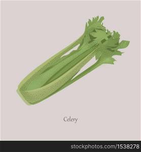 Celery, Apium graveolens useful vegetable with green leaves. Fresh, juicy whole vegetable on a gray background.. Celery, Apium graveolens useful vegetable with green leaves.