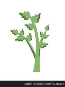 Celery cultivated plant of parsley family, succulent leaf stalks isolated fresh greens. Vector farming grass, edible green growing kitchen herb in flat style. Celery Cultivated Parsley Plant, Succulent Leaf