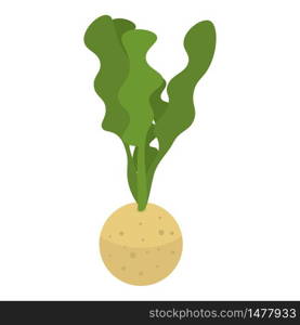 Celery plant icon. Isometric of celery plant vector icon for web design isolated on white background. Celery plant icon, isometric style