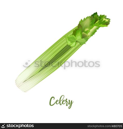 Celery steam fresh juicy raw close up isolated on white. Healthy diet, vegetarian food, spring summer vegetables and seasonings. vector illustration. for food decoration, organic food, salads. Celery steam fresh juicy raw close up isolated on white. Healthy diet, vegetarian food, spring summer vegetables