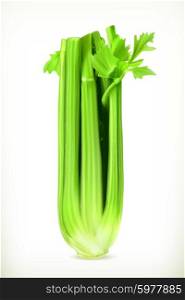 Celery, vector illustration