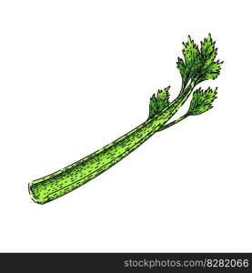 celery vegetable hand drawn. fresh green, food leaf, healthy ingredient, stalk diet, cooking raw celery vegetable vector sketch. isolated color illustration. celery vegetable sketch hand drawn vector