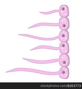 Cell of human organism. Skin system. Layer of epidermis. Cartoon flat illustration. Biology and Microbiology. Scientific material for education. Cell of human organism. Skin system